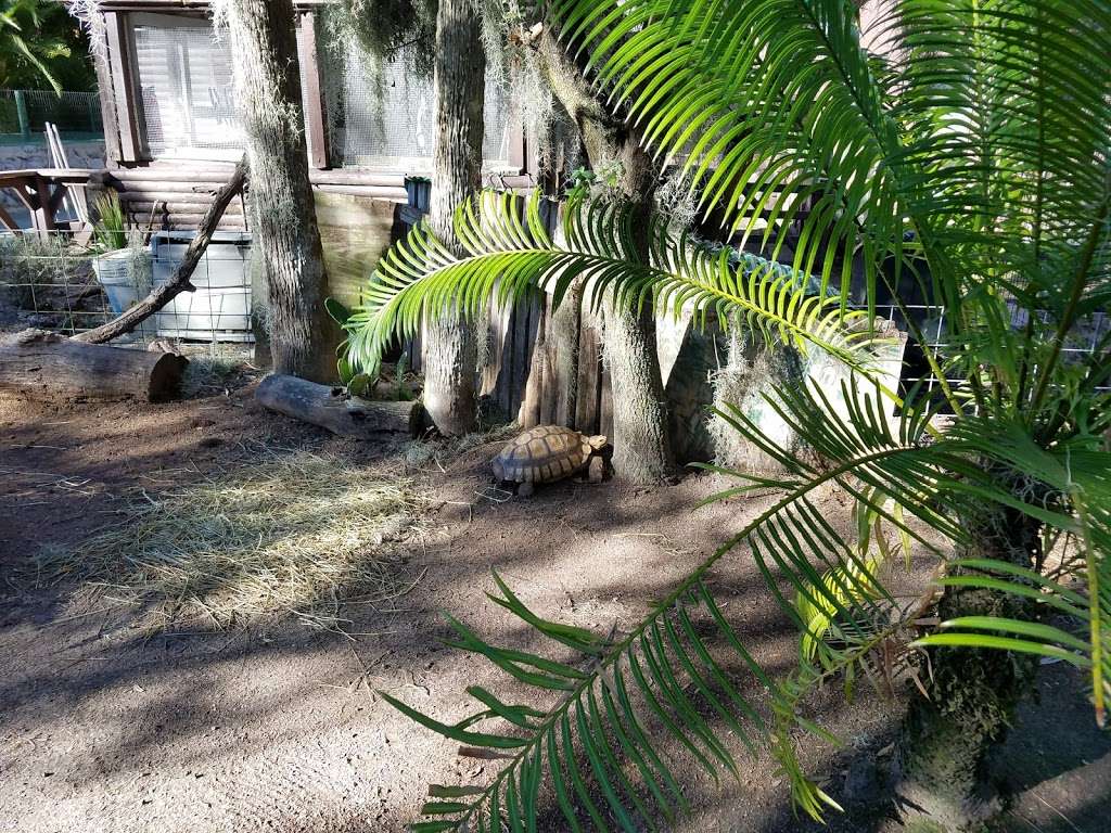 Jungle Adventures, A Real Florida Animal Park | 26205 E Colonial Dr, Christmas, FL 32709, USA | Phone: (407) 568-2885