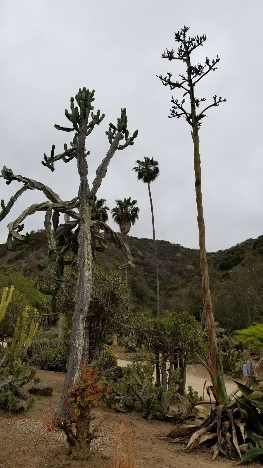 Botanical Gardens | Avalon, CA 90704, USA