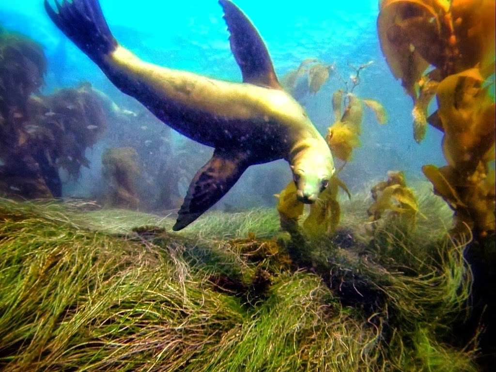 ScubaOne Diving | 15375 Braun Ct, Moorpark, CA 93021, USA | Phone: (919) 810-1833