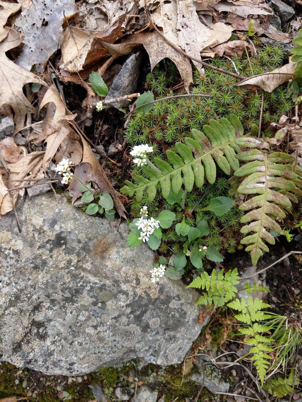 Heald Pond Conservation Area | Heald St, Pepperell, MA 01463, USA