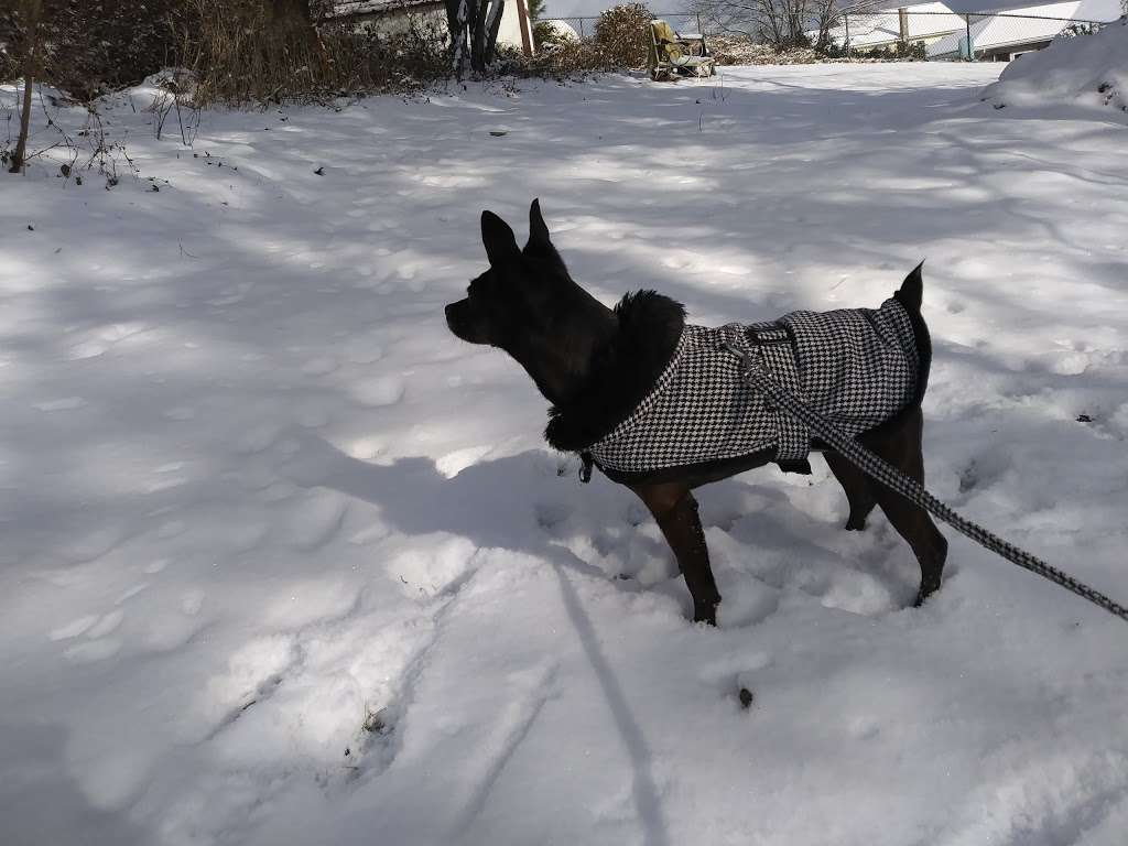 Sharp Dressed Dog | 408 Stephenson St, Duryea, PA 18642, USA | Phone: (570) 457-6173