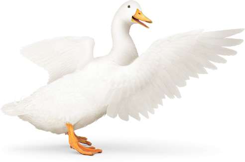 Bobbi Bird - Aflac Insurance Agent | 6706 Farmstead Ln, Fredericksburg, VA 22407 | Phone: (540) 841-4394