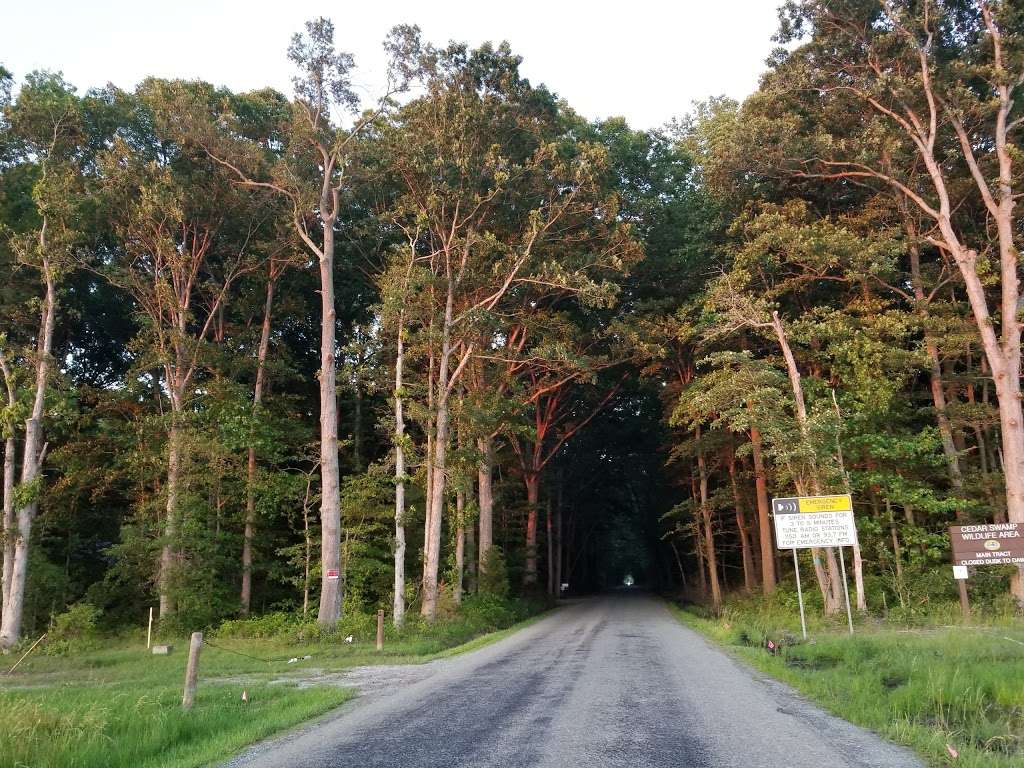 Cedar Swamp State Wildlife Management Area | Townsend, DE 19734