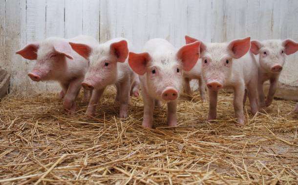 Rensselaer Swine Services | 210 E Wood Rd, Rensselaer, IN 47978, USA | Phone: (219) 866-6465