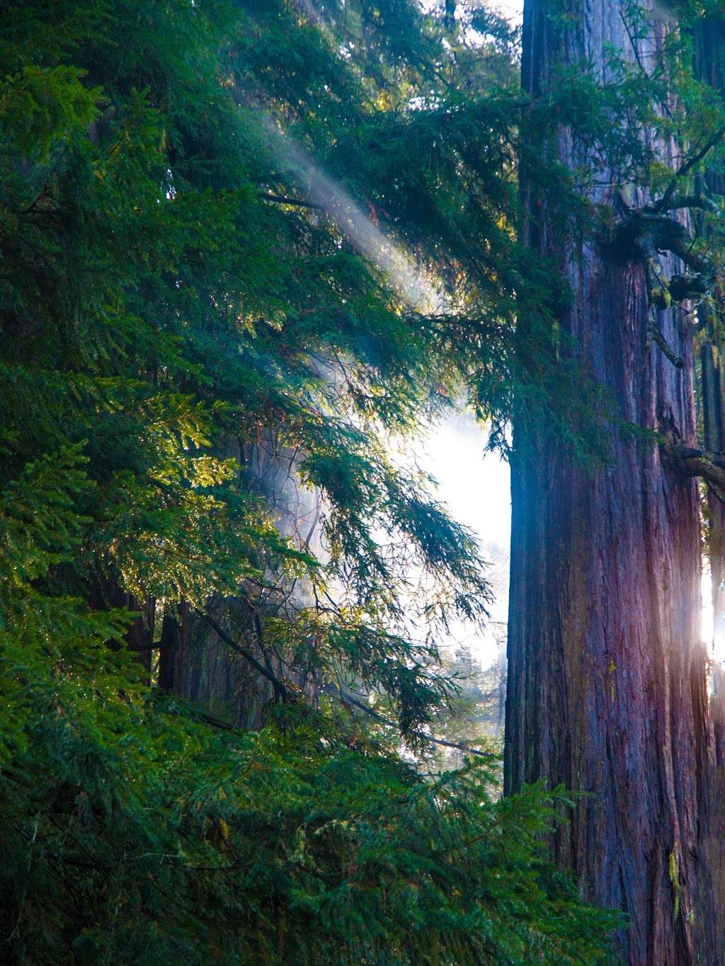 Marbled Murrelet Nesting Area | Sequoia Trail, Boulder Creek, CA 95006