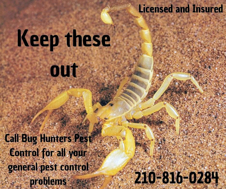 Bug Hunters Pest Control Inc. | 10903 Falling Water, San Antonio, TX 78249, USA | Phone: (210) 816-0284