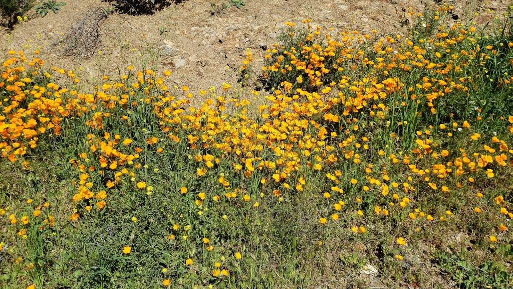 Wildflower Viewing Area | I-15, Lake Elsinore, CA 92532, United States