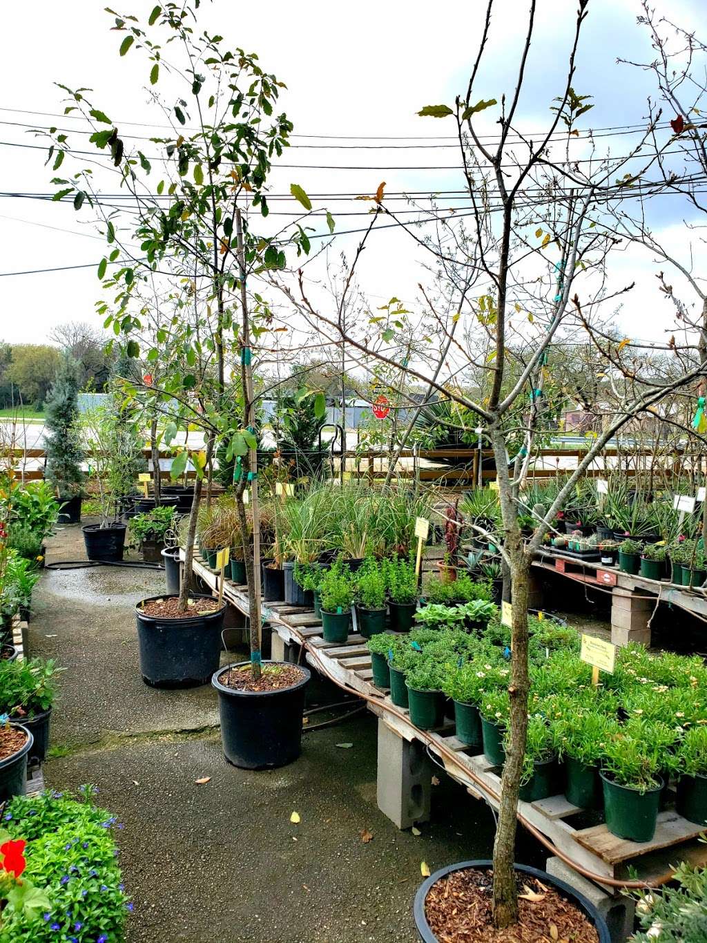 Wilsons Native Texas Tree Nursery | 14650 Bandera Rd, Helotes, TX 78023, USA | Phone: (210) 316-3277