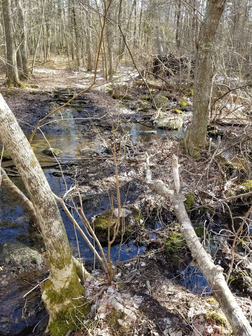 Wildlands Trust - Tucker Preserve | W Elm St, Pembroke, MA 02359, USA | Phone: (774) 343-5121