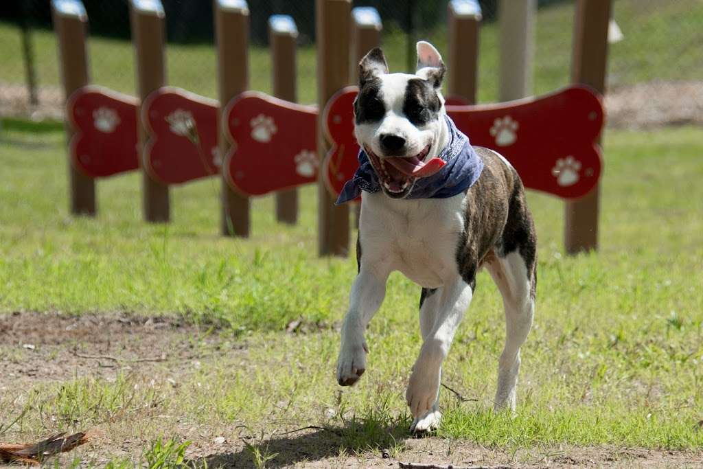 Community Public Dog Park at Halifax Humane Society, Inc. | 2364 Lpga Blvd, Daytona Beach, FL 32124 | Phone: (386) 274-4703