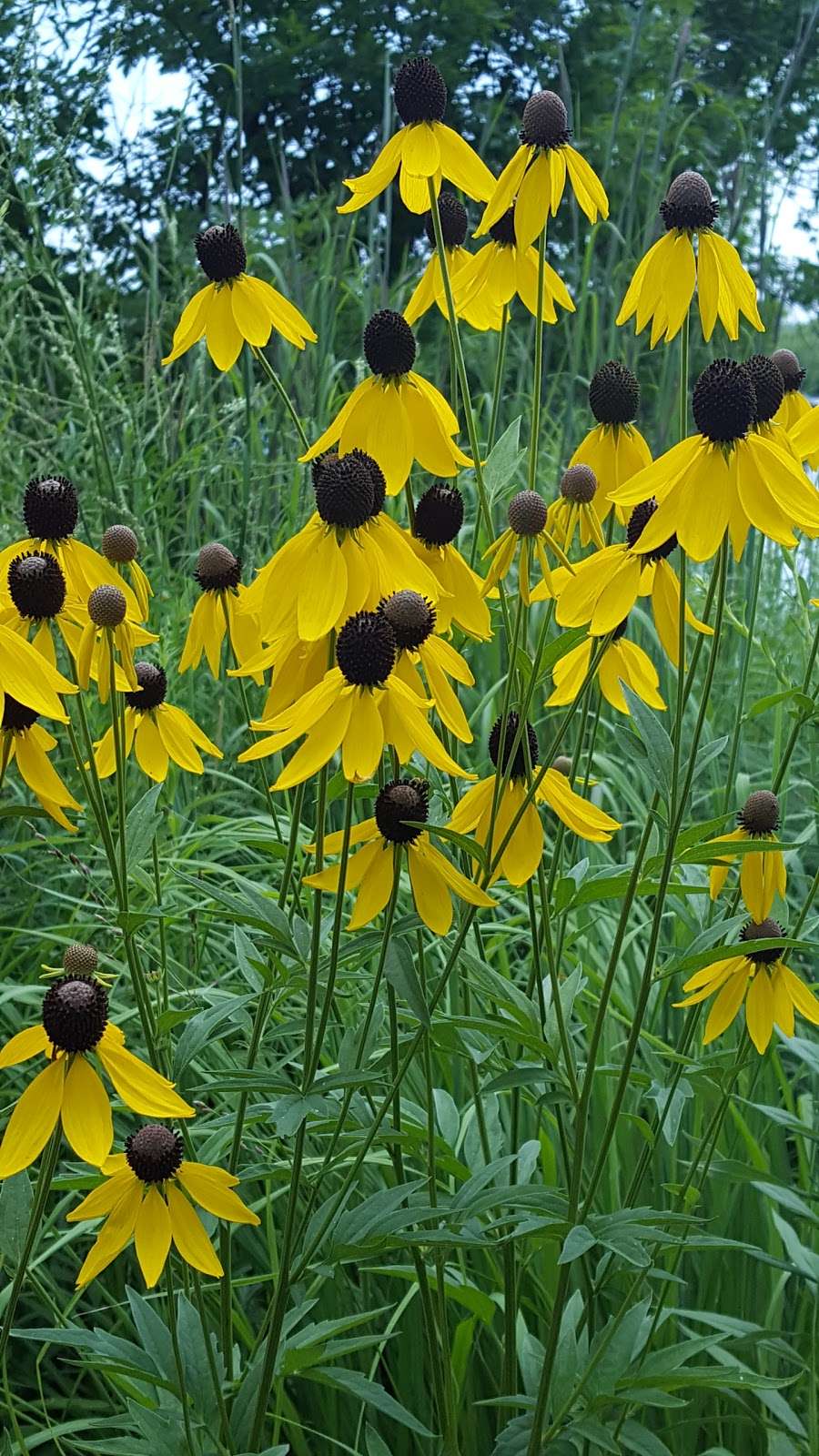 Deerpath Farm | 26339 N Farwell Rd, Mettawa, IL 60045, USA | Phone: (312) 952-9511