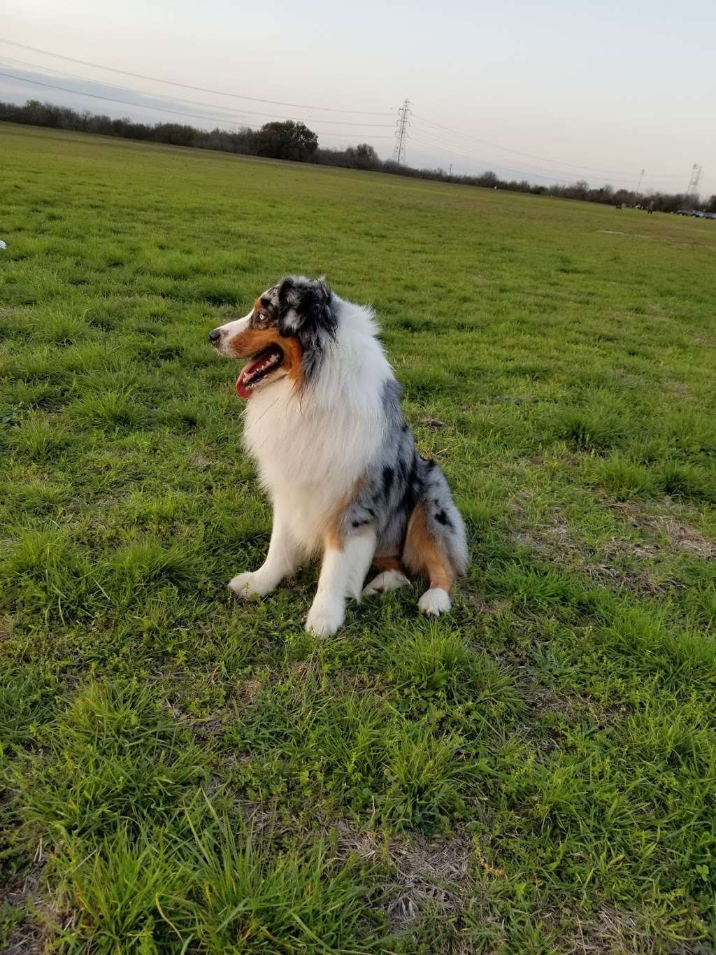 Mcallister Park Dog Park | Buckhorn Rd, San Antonio, TX 78247, USA