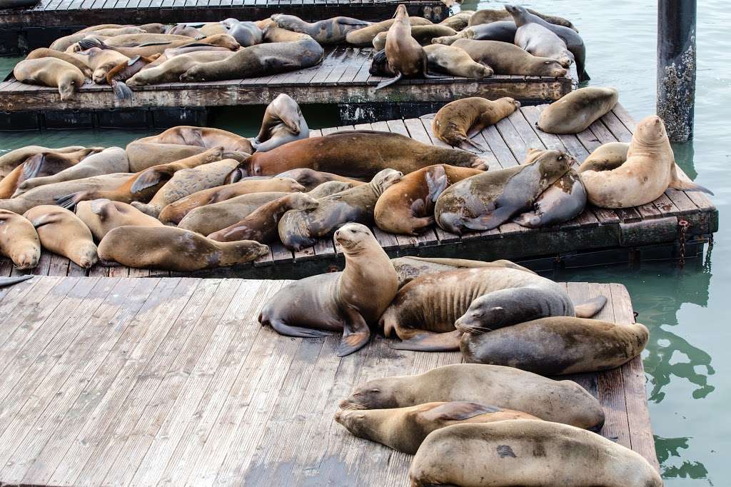 Blue and Gold Fleet / Pier 39 | Pier 41, San Francisco, CA 94133, USA | Phone: (415) 705-8200