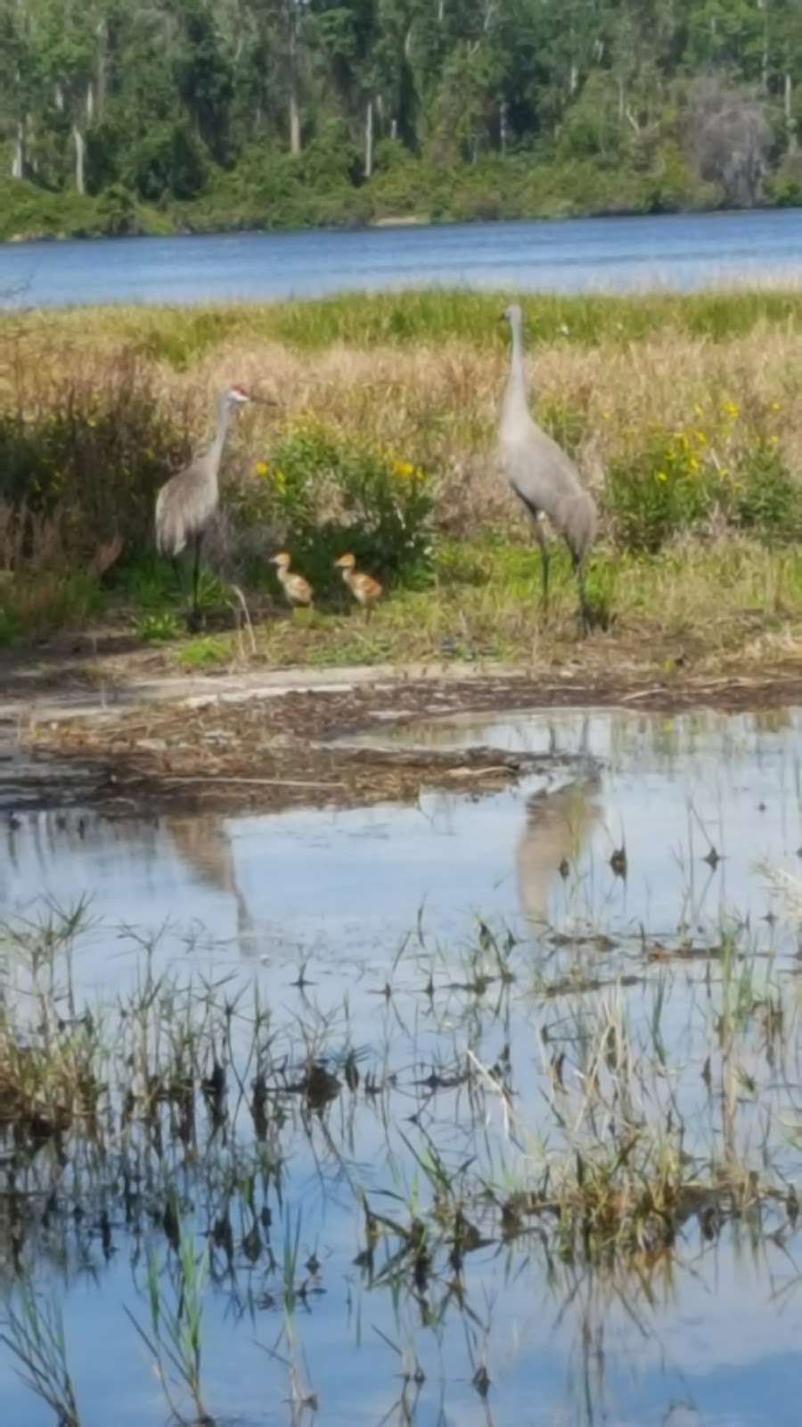 Lake Dorr Recreation Area | 19331 Dorrwood Ln, Altoona, FL 32702, USA | Phone: (352) 669-3522