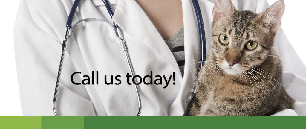 VCA Century Veterinary Group | 8750 Venice Blvd, Los Angeles, CA 90034, USA | Phone: (310) 559-2500