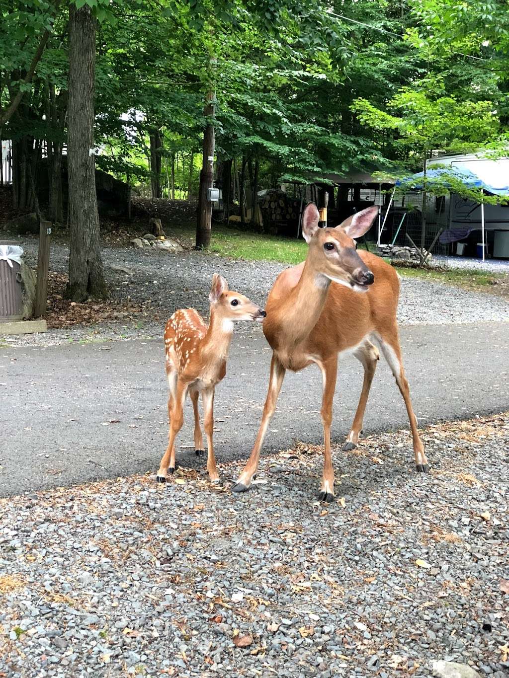 Ledgedale Recreation Area | 263 Ledgedale Rd, Greentown, PA 18426, USA | Phone: (570) 689-2181