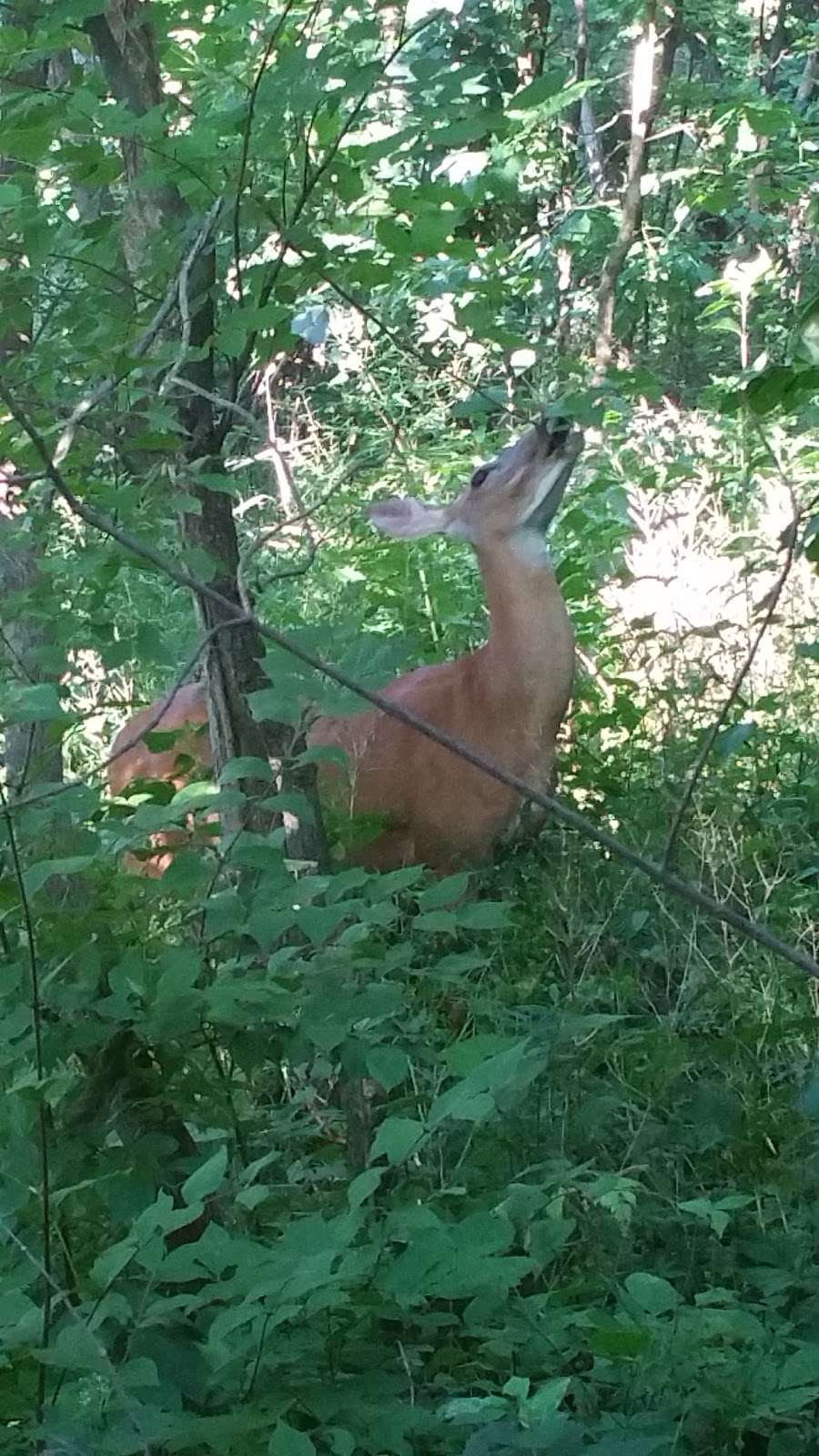 Norris Woods Nature Preserve | St. Charles, IL 60174