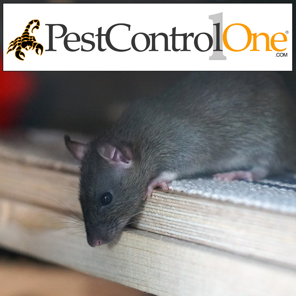 Pest Control One | 6501 W Frye Rd Suite 24, Chandler, AZ 85226, USA | Phone: (480) 940-7378