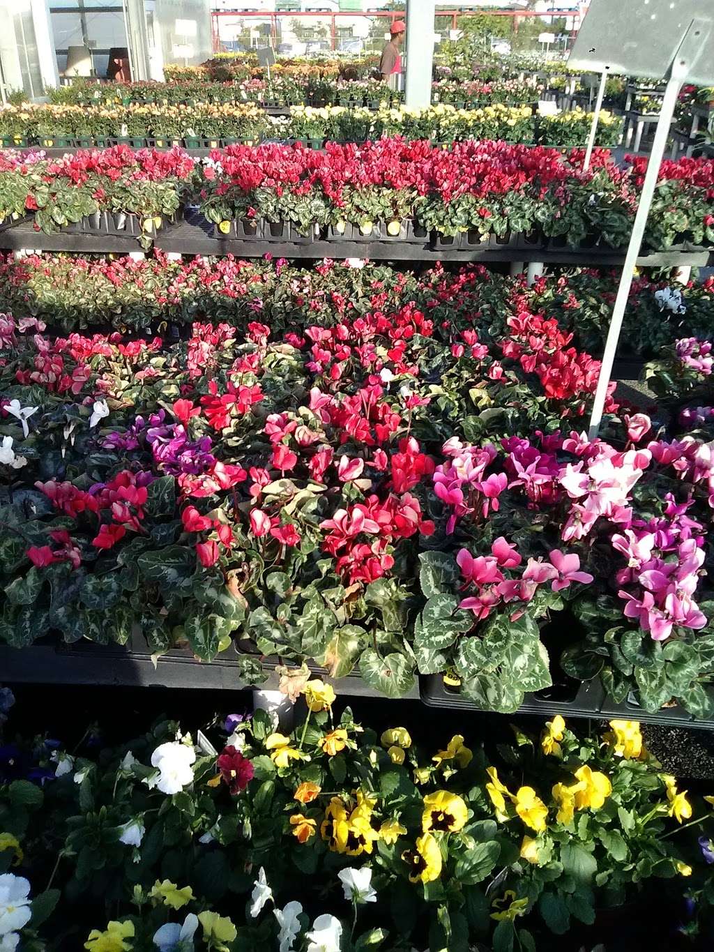 Houston Garden Centers | 21530 Katy Fwy, Katy, TX 77449, USA | Phone: (281) 599-1130