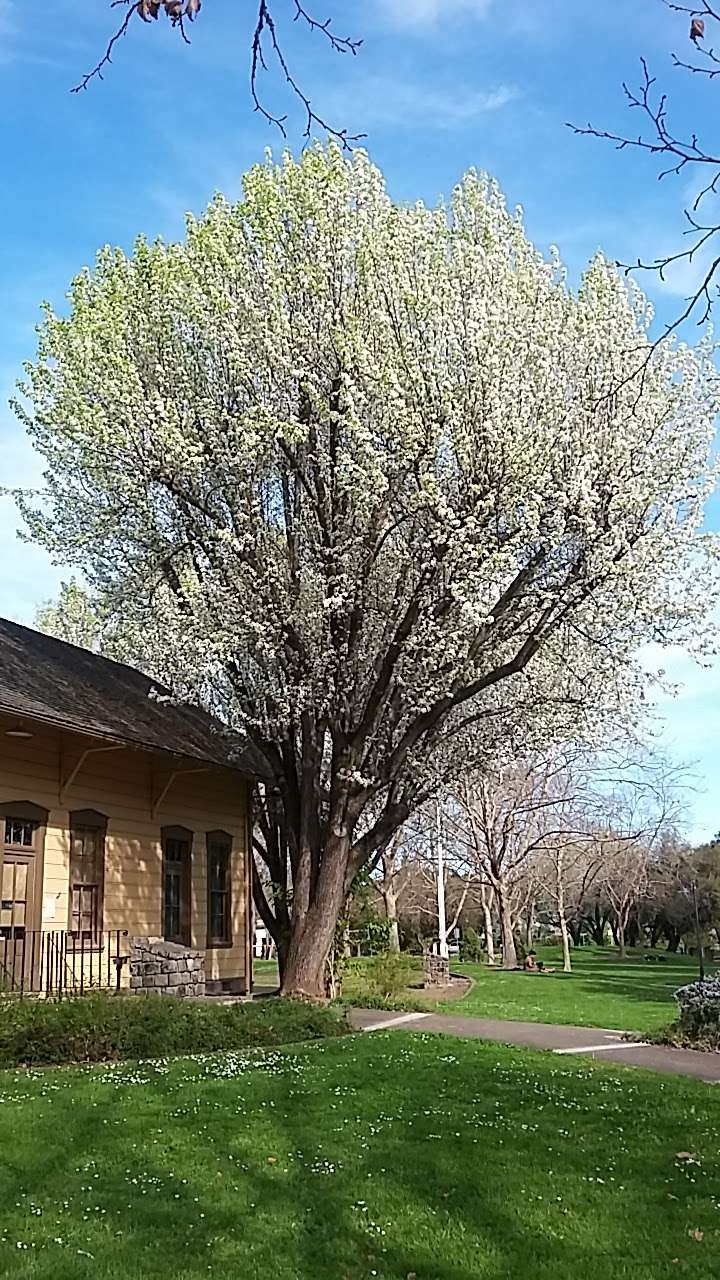 Depot Park | Sonoma, CA 95476, USA