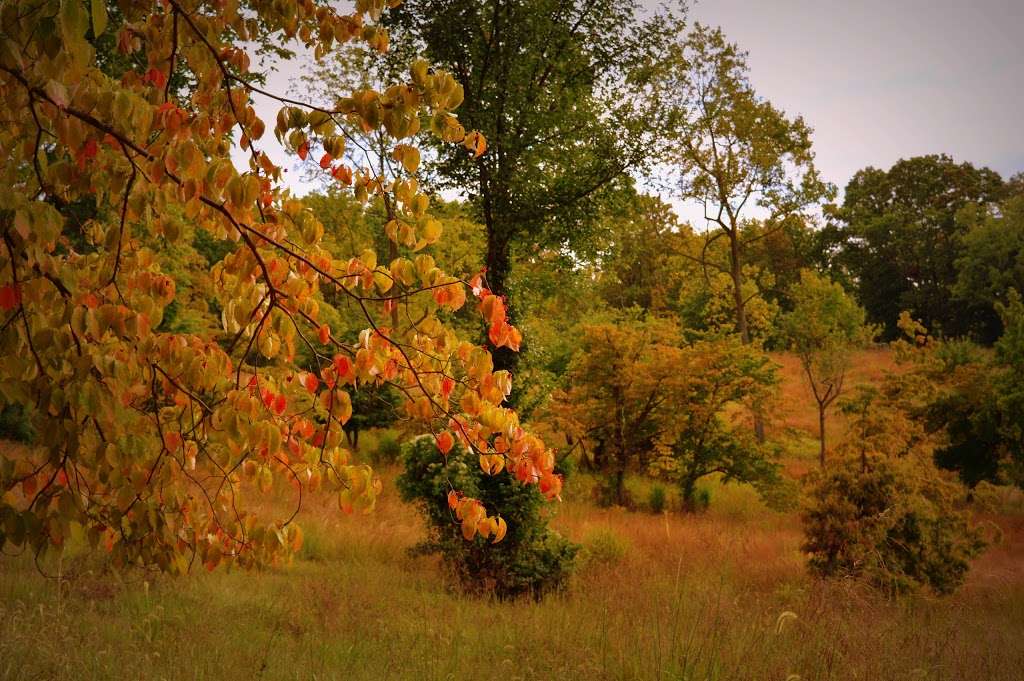 Andorra Meadow | W Northwestern Ave, Philadelphia, PA 19128, USA