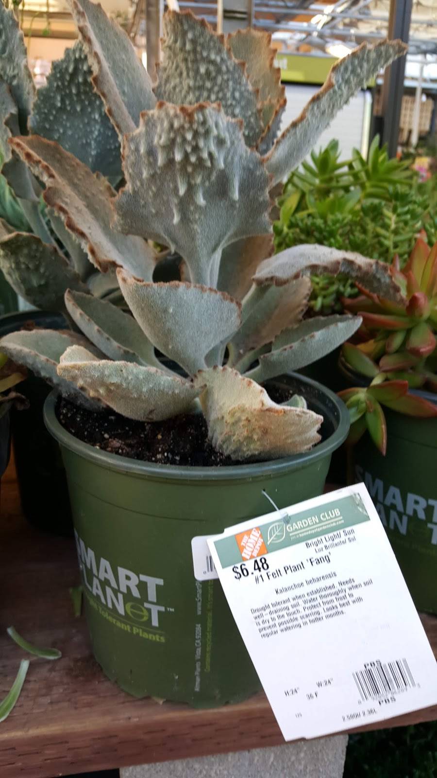 Garden Center at The Home Depot | 1781 E Bayshore Rd, East Palo Alto, CA 94303, USA | Phone: (650) 462-6800