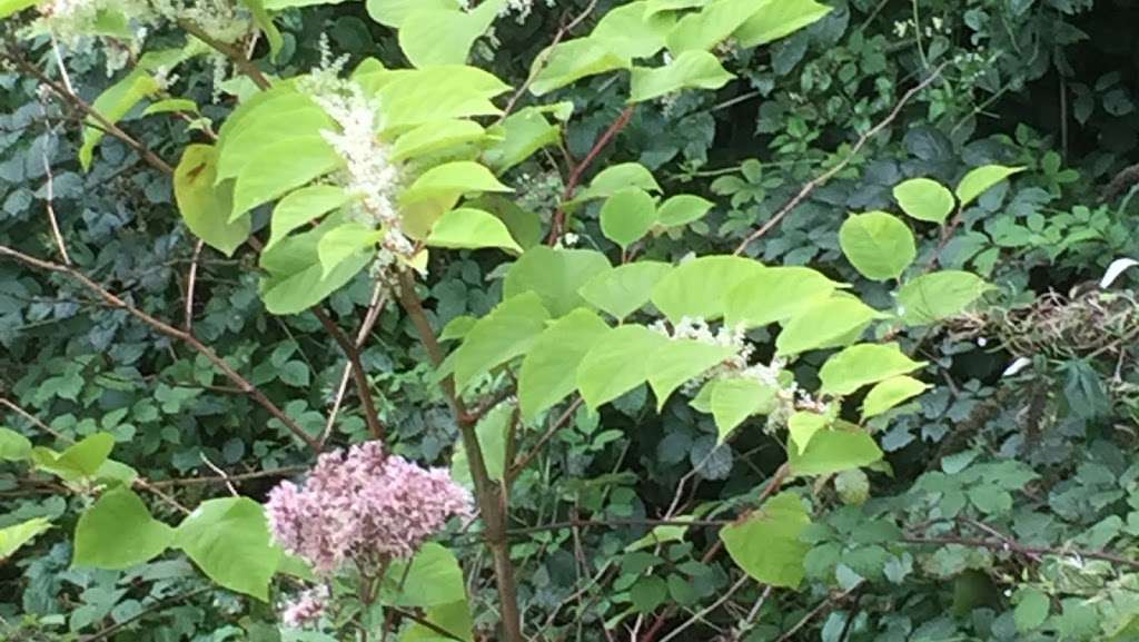 Japanese Knotweed Group | Rose Cottage, Birchwood Lane, Chaldon, Caterham CR3 5DQ, UK | Phone: 01883 336602