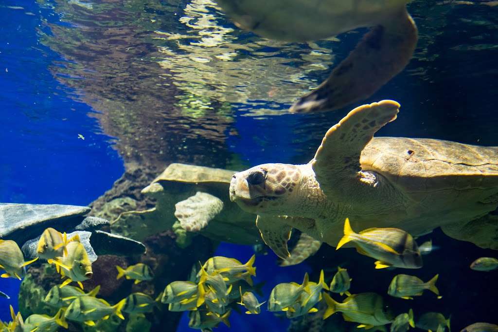 Turtle Reef | San Diego, CA 92109, USA | Phone: (800) 257-4268