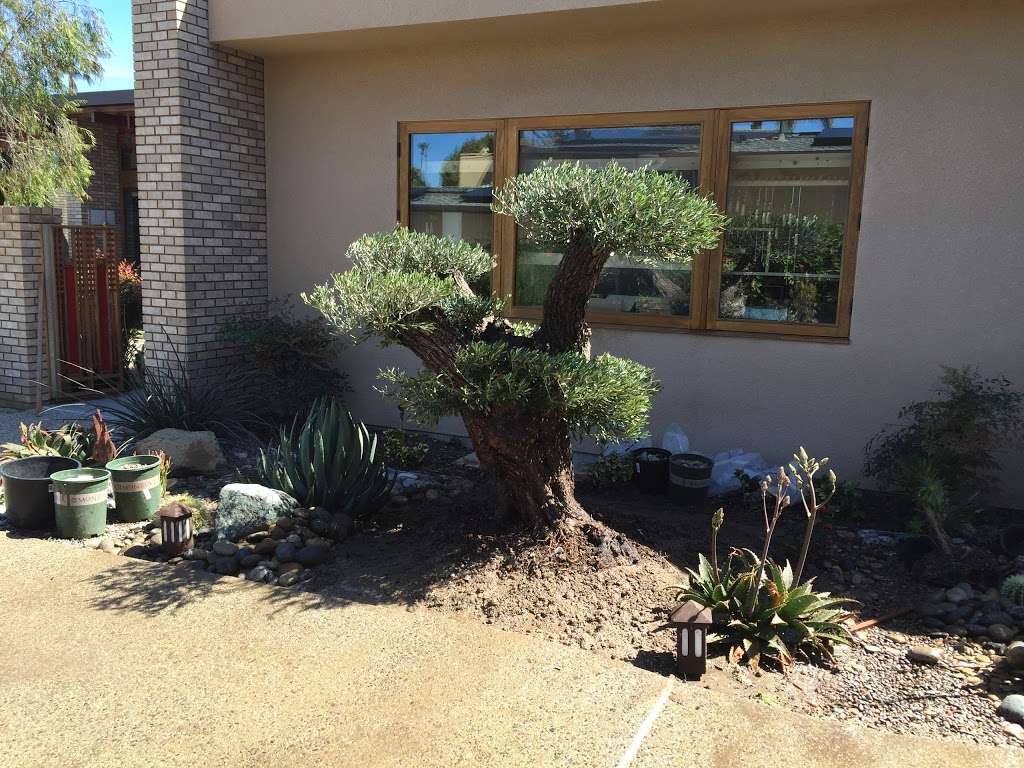 Olive A Dream Trees - Ancient Olive Tree Nursery | 2233 Rainbow Valley Blvd, Fallbrook, CA 92028 | Phone: (800) 816-1783