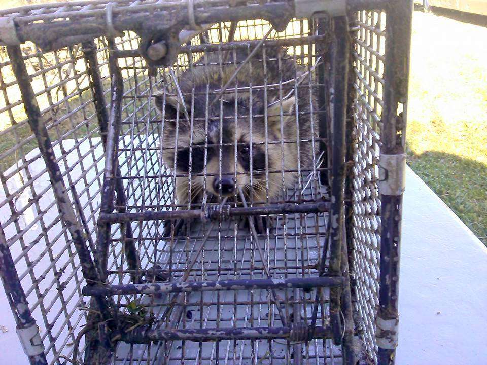 Wildlife Removal Fort Lauderdale | 1220 NW 23rd Ave Unit B, Fort Lauderdale, FL 33311, USA | Phone: (954) 713-9915