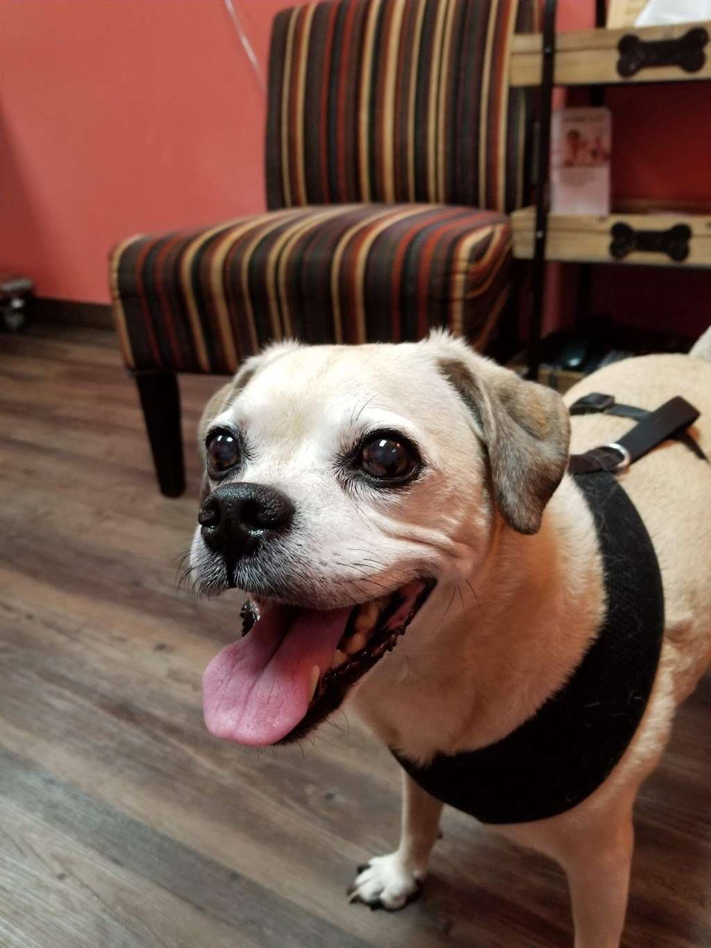 Northern Rhode Island Animal Hospital | 152 School St, Forestdale, RI 02824, USA | Phone: (401) 762-2400