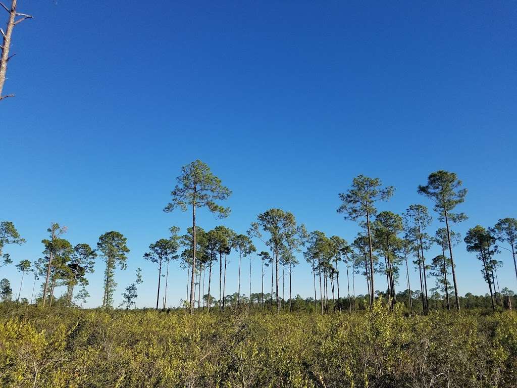 Juniper Prairie Wilderness | East Marion, FL, USA | Phone: (352) 625-2520