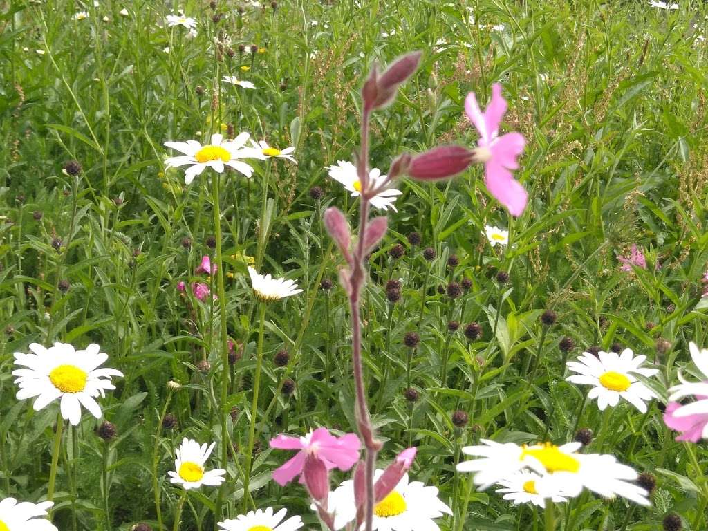 WaterWorks Centre Nature Reserve & Middlesex Filter Beds | Lammas Road, Leyton, London E10 7QB, UK | Phone: 020 8988 7566