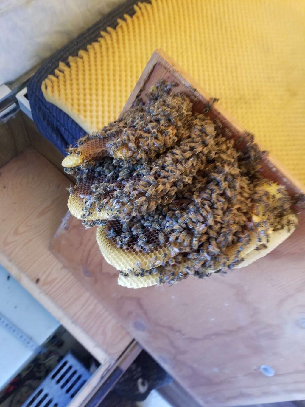 Easy Removal Solutions ( Bee removal) | 13211 74th St N, West Palm Beach, FL 33412 | Phone: (561) 248-7256