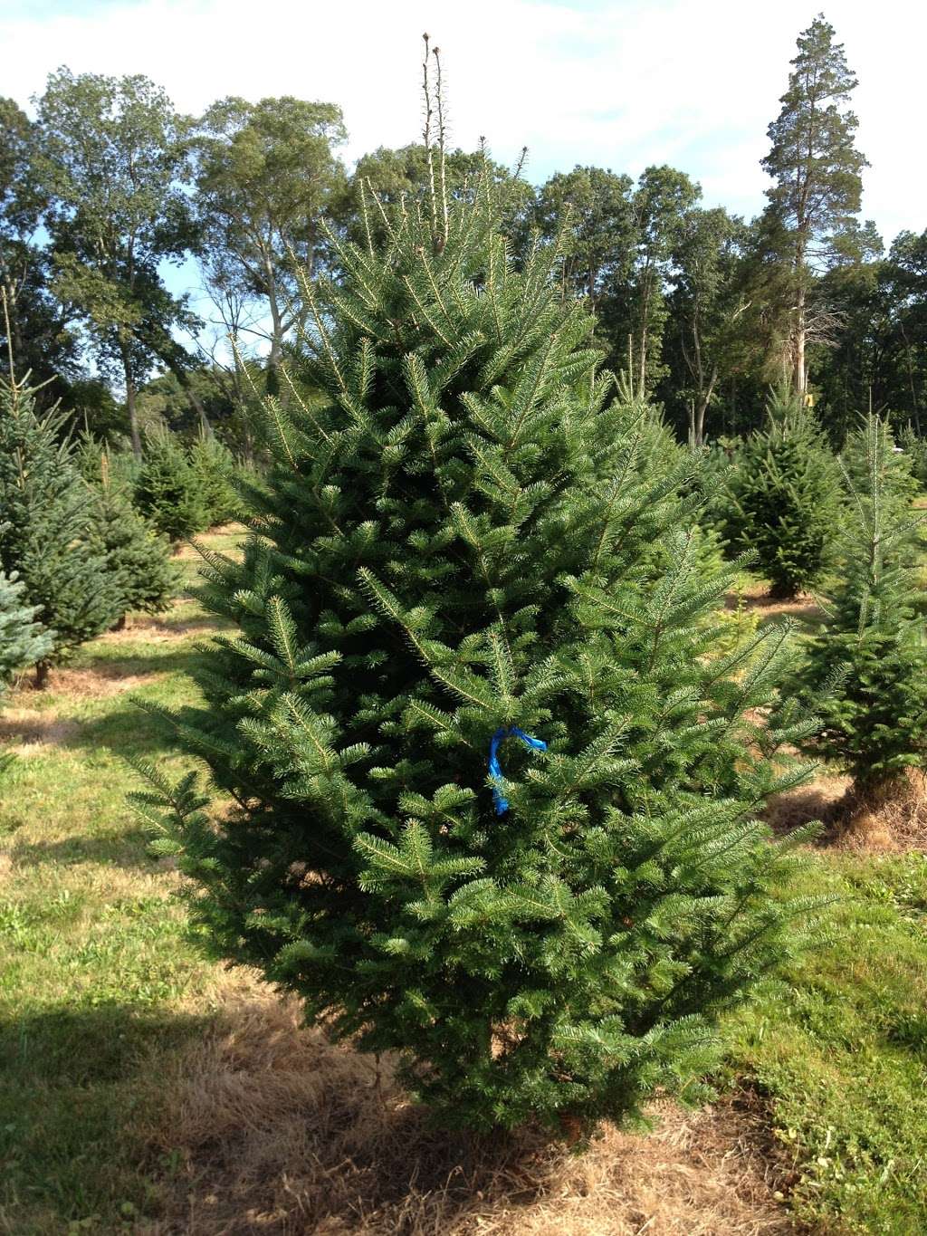 Mistletoe Acres Tree Farm | 296 Whitman St, East Bridgewater, MA 02333, USA | Phone: (617) 918-3941