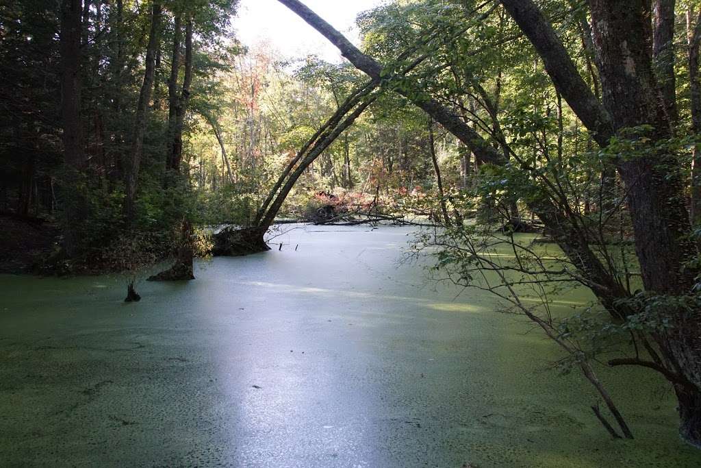 Wildcat Forest | Boxford, MA 01921, USA