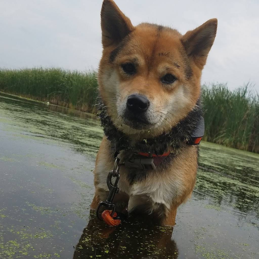 Otter Lake Off-leash Dog Area | 5750 Otter Lake Rd, White Bear Township, MN 55110, USA | Phone: (651) 748-2500