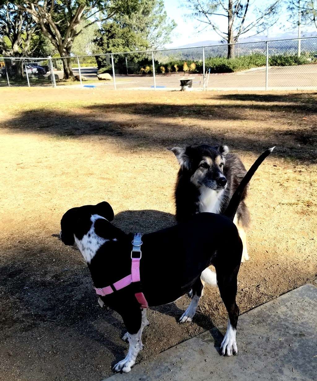 Torrey Pines Dog Park | San Diego, CA 92130