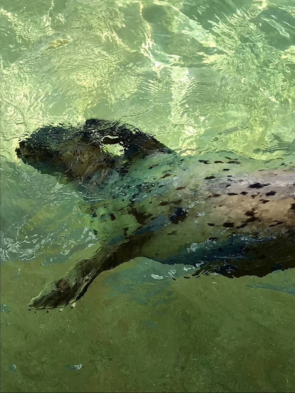 Sea Lion and Seal Feeder Pool | Unnamed Road, Key Biscayne, FL 33149, USA