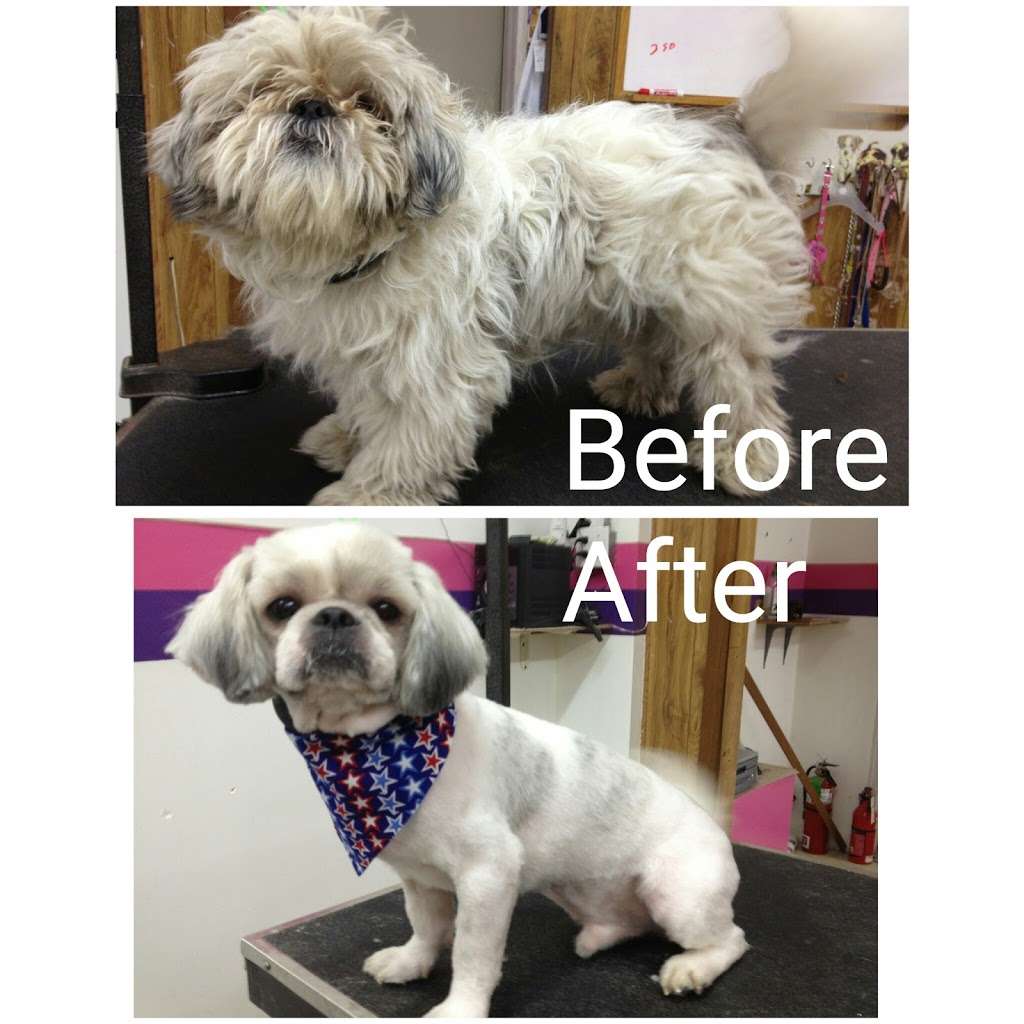 Splash Grooming Pet Salon | 6741 W Pershing Rd, Stickney, IL 60402, USA | Phone: (708) 484-7302