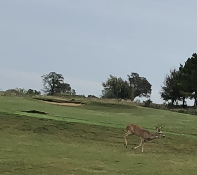 Wolfdancer Golf Club | 575 Hyatt Lost Pines Rd, Cedar Creek, TX 78612, USA | Phone: (512) 308-4771