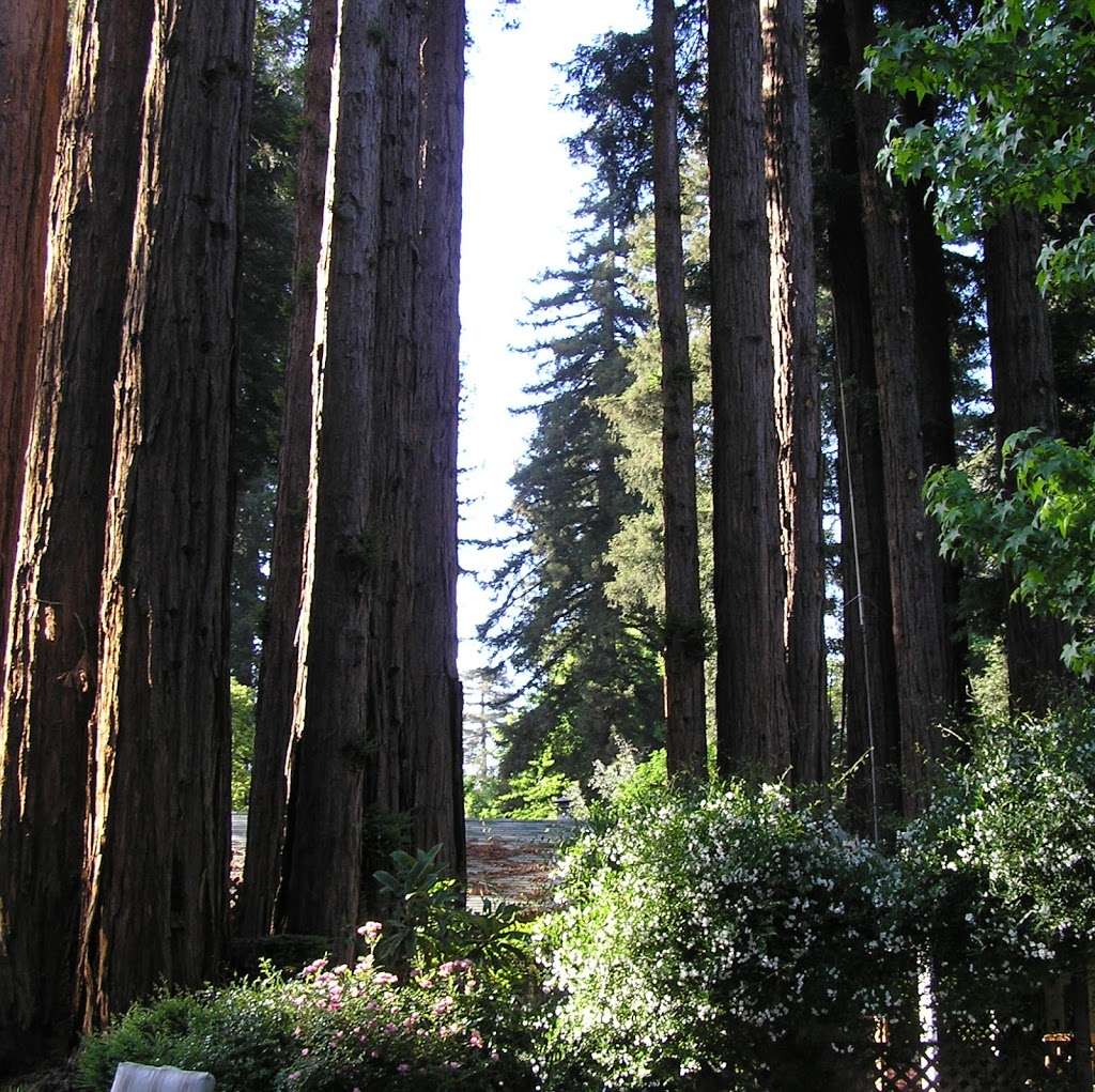 Sequoia Villa | 12540 Hwy 9, Boulder Creek, CA 95006 | Phone: (831) 338-6586