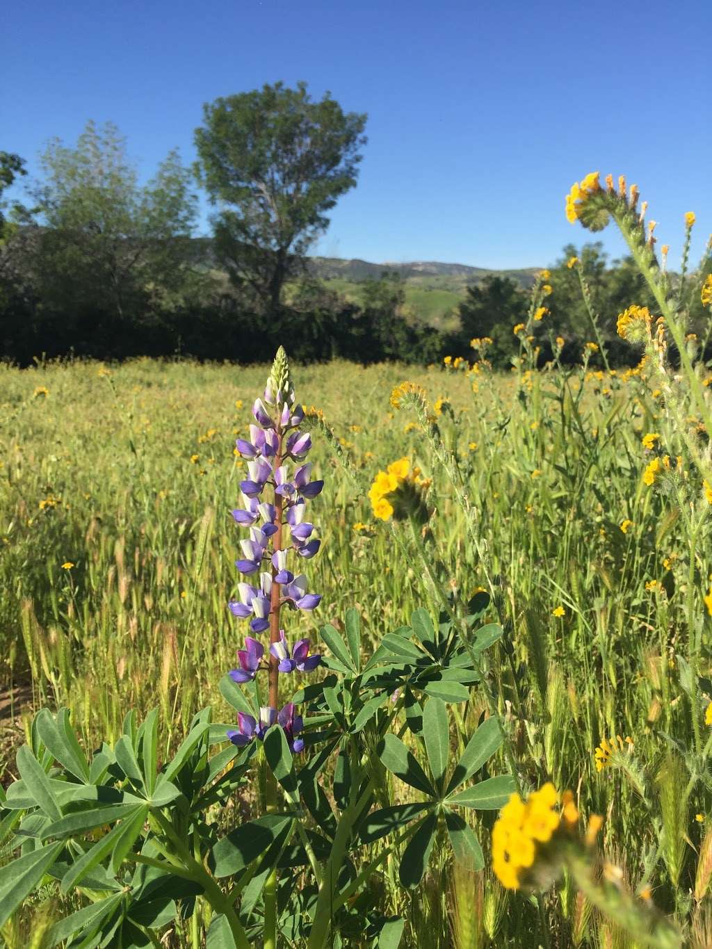 San Timoteo Nature Sanctuary | Carriage Trail, Redlands, CA 92373 | Phone: (909) 782-6208