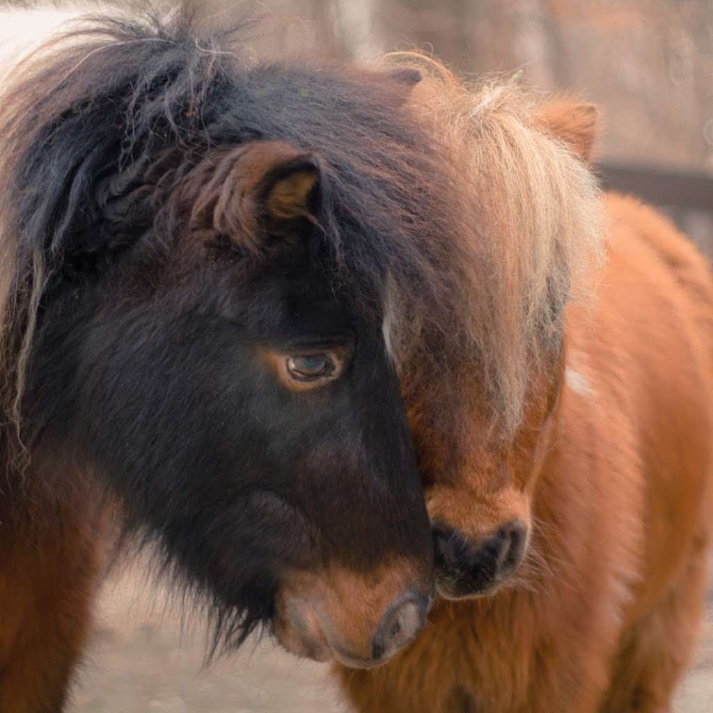 Agape Therapeutic Riding Resources | 24970 Mt Pleasant Rd, Cicero, IN 46034 | Phone: (317) 773-7433