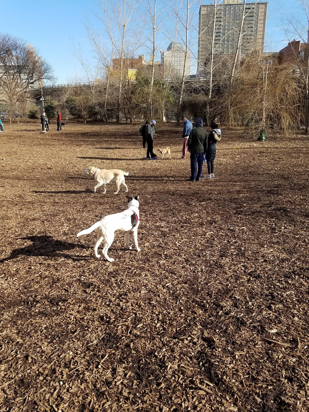 Hillside Dog Park | Vine St, Brooklyn, NY 11201, USA | Phone: (212) 639-9675