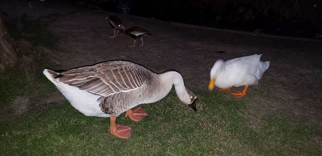 Bird Island at Hermann Park | 6200 Hermann Park Dr, Houston, TX 77030, USA | Phone: (713) 524-5876