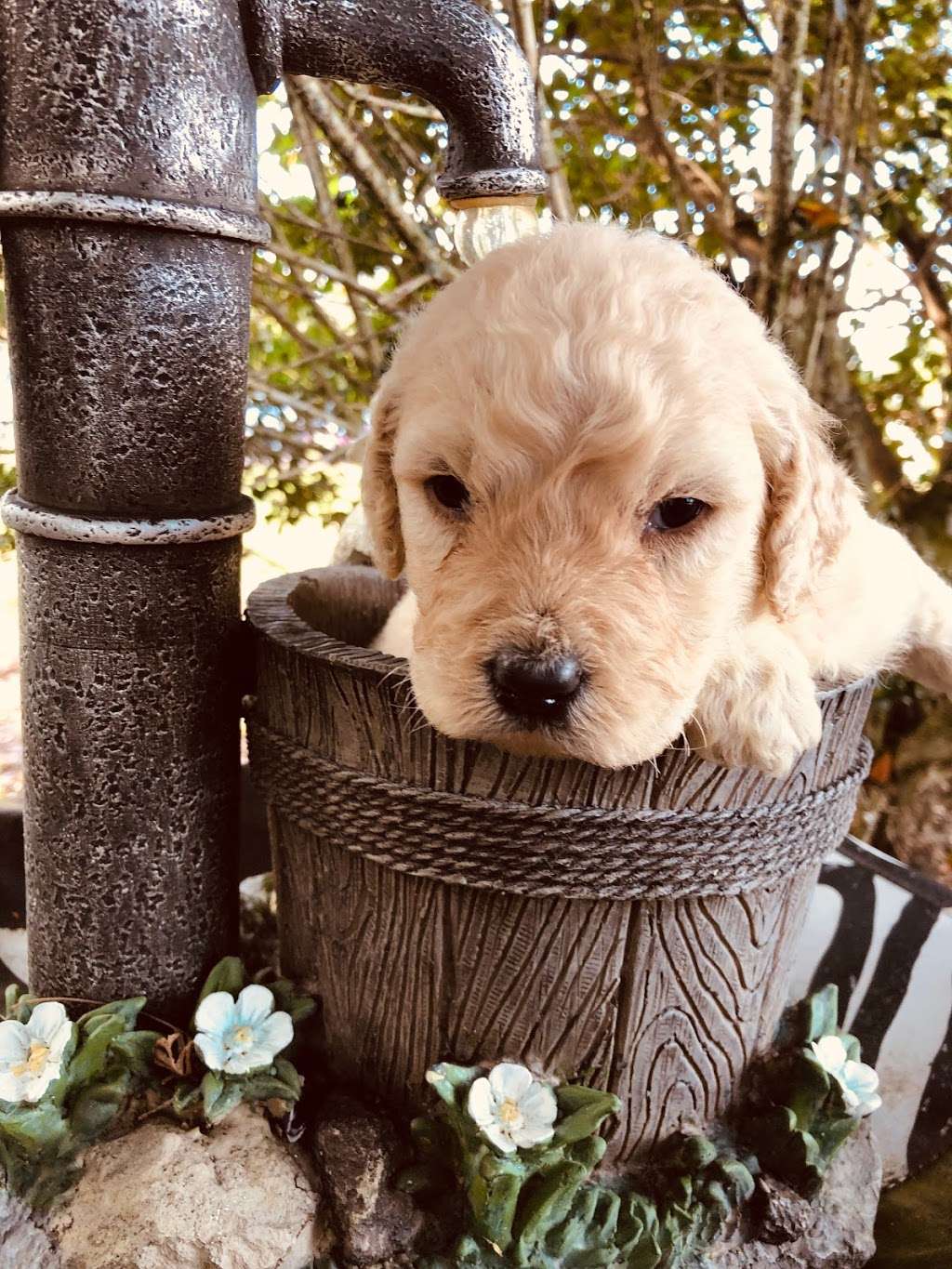 Goldendoodle By Aggie | S Wind, Kissimmee, FL 34746, USA | Phone: (407) 655-6285