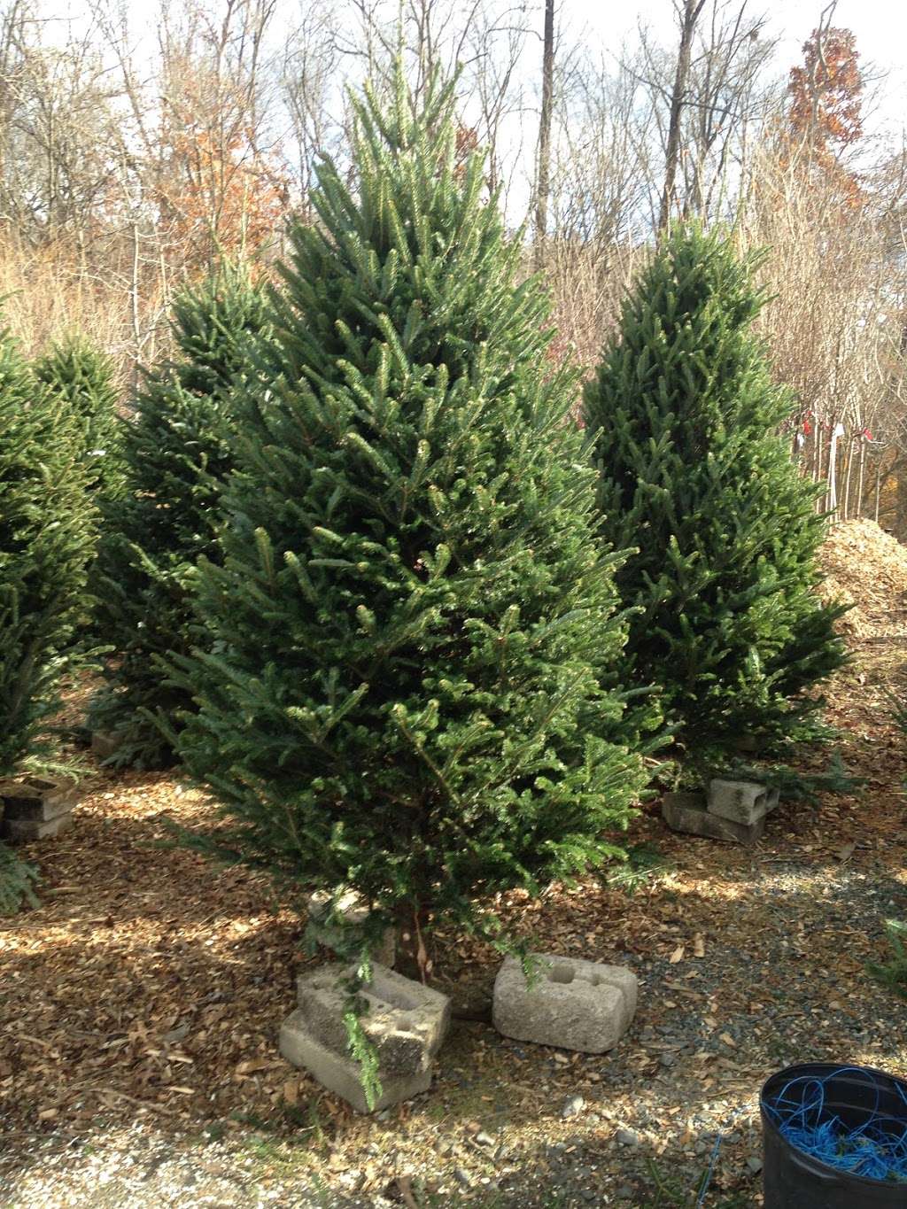 Genes Evergreens | 2520 Mountain Rd, Joppa, MD 21085, USA | Phone: (410) 879-4580