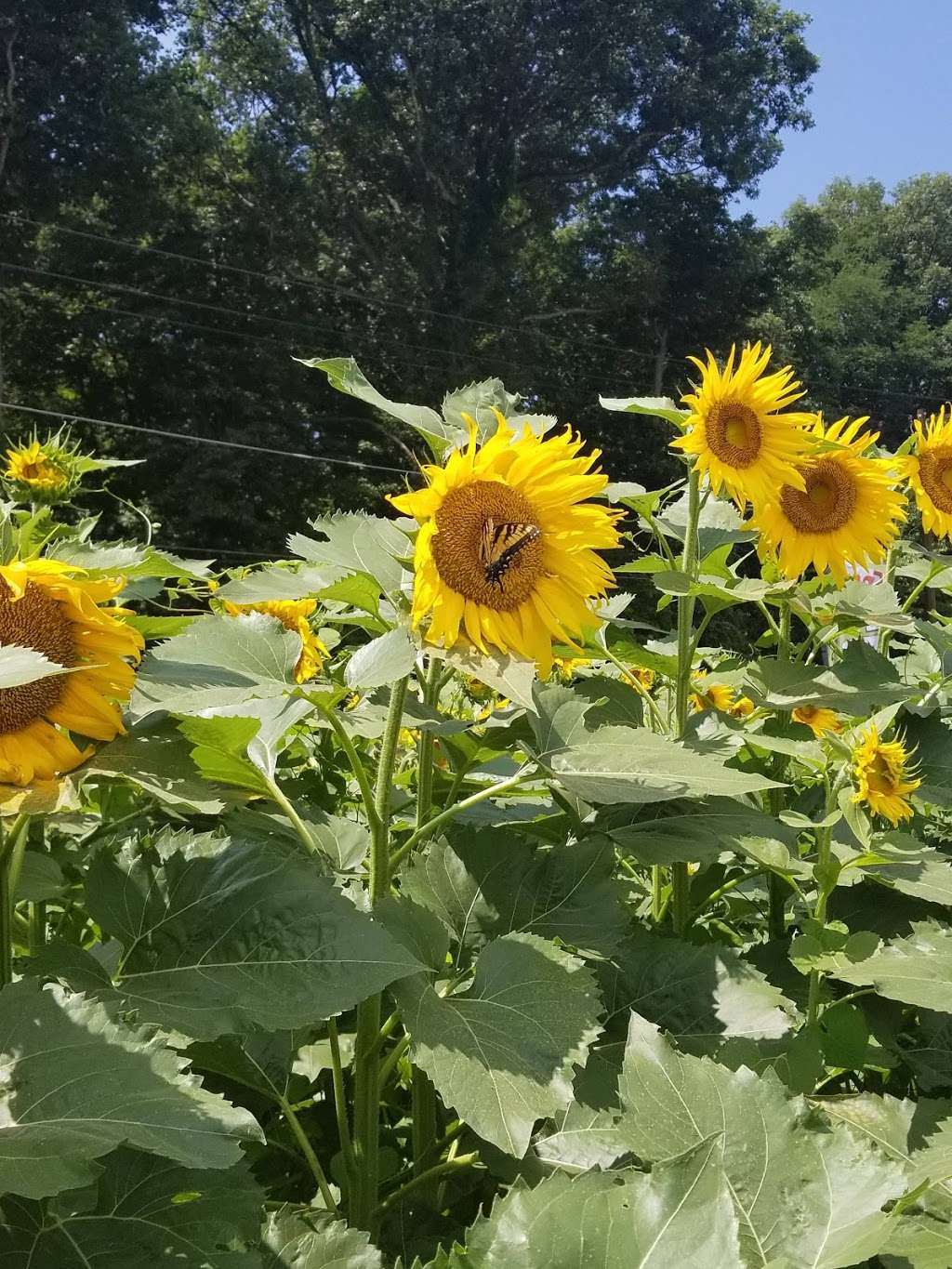 Pleasant Valley Produce Stand | 22101-22199 Laytonsville Rd, Gaithersburg, MD 20882 | Phone: (301) 774-9290