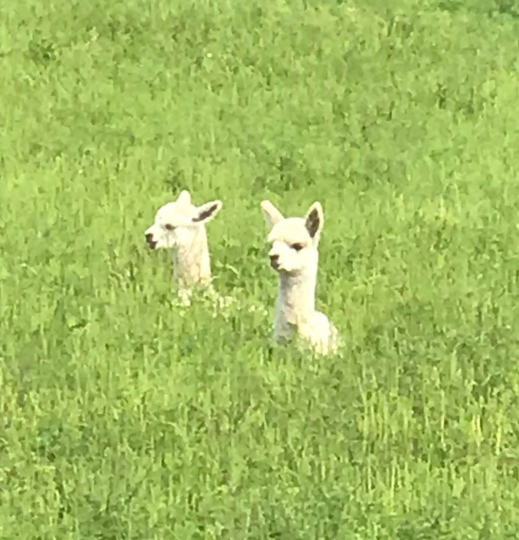 Pohopoco Creek Alpacas - Call Before You Visit! | 216 Merwinsburg Rd, Effort, PA 18330 | Phone: (570) 242-3587